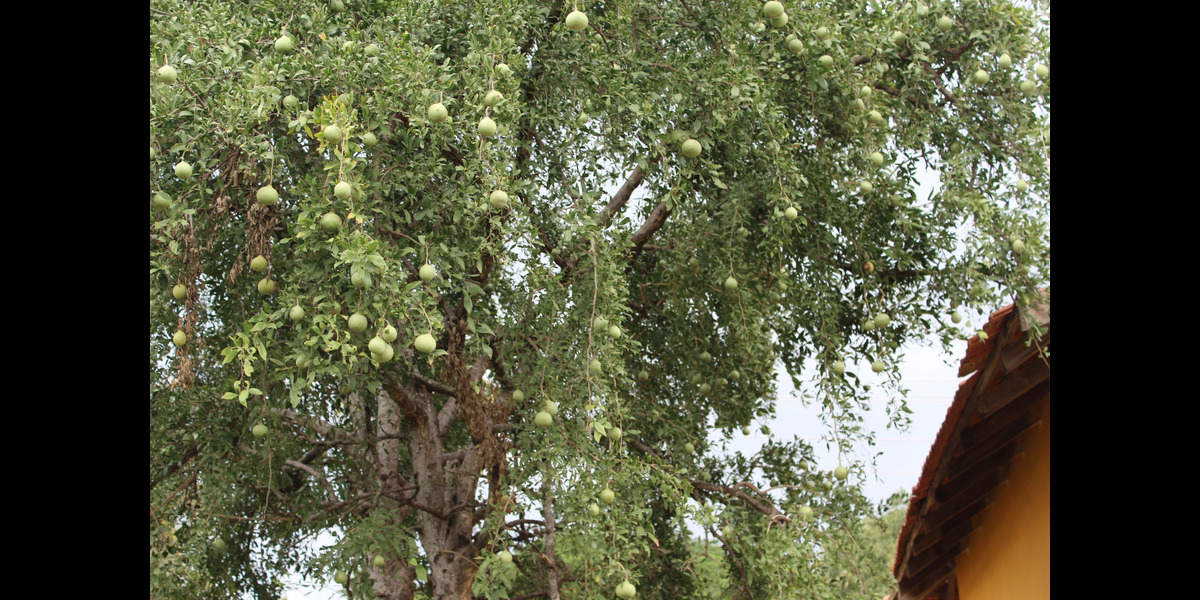 Sri Kshetra Maralegavi Mutt